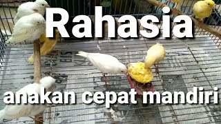 cara agar anakan kenari cepat mandiri