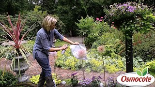 Spray Painting Alliums