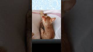 Angry kitten when interrupted while kneading ★ フミフミを邪魔されて、怒ってしまう子猫