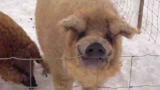 The Winter Woolly Pig