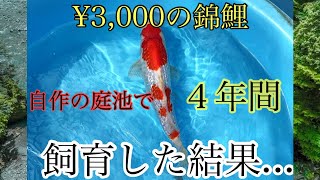 【錦鯉飼育】3,000円の錦鯉の成長をサクッと振り返る。