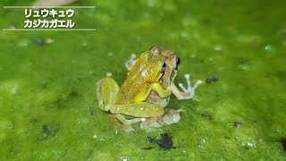 繁殖に集まったリュウキュウカジカガエルたち(フィールド②)/2023.7.9