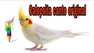 Canto original de Calopsita, ótimo para treinar filhotes