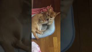 チワワとコーギーのミックス犬甘える