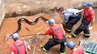 Bombeiro é mordido por cobra durante captura