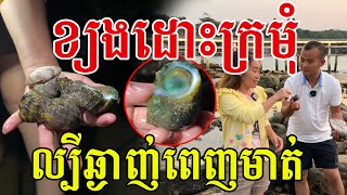 ខ្យងនេះក្រមុំ​ ល្បីឆ្ងាញ់ពេញៗមាត់​ នៅសមុទ្រស្រួលរកម្ហូបមែន