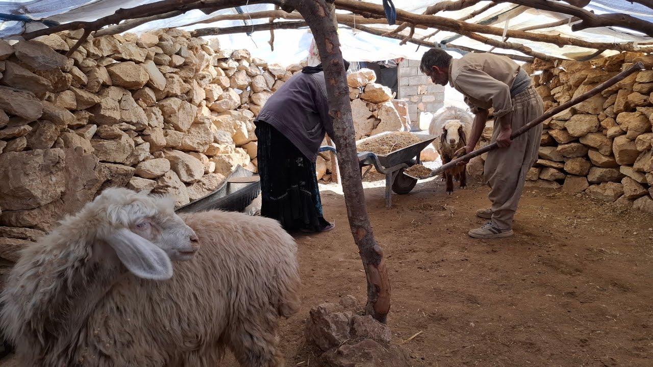 Iran Nomadic Life Cleaning The Sheep Shelter With Jahangir Youtube
