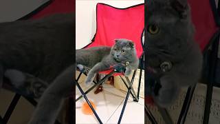 Funny dialogue with misty | #catshorts #funny