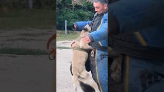 The perfect Malinois attack! Super training! Detention of the \