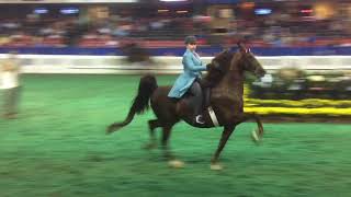 2018 World Championship Five Gaited Show Pleasure Jr Exhibitor Gabby Nadeau