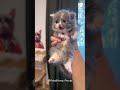 funny car 😂😂🐱 funnycats funnyanimals petvideos cat catsoftiktok fyp