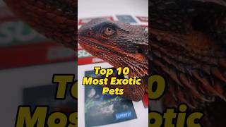 Exotic Animals / Top 10 Exotic Pets #pets #animals #shorts