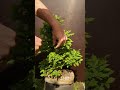 how to prune elm bonsai