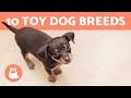 Top 10 TOY DOG BREEDS 🐶 Miniature & Dog Sizes