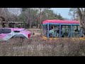 에버랜드 사파리월드 와일드트램 everland safari world wild tram