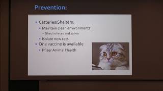 Feline Infectious Peritonitis (FIP)