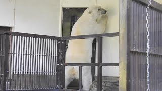 【しろくまピース】飼育員さんとお隣が気になる♪とべ動物園