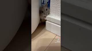 ハムスターは色々な所をカジカジします#ハムスター #hamster #ハムスターのいる生活 #かわいい #日常