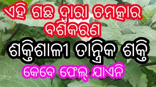 ଏହ ଗଛ ଦ୍ୱାରା ଶକ୍ତିଶାଳୀ ଵଶିକରଣ, ଚମତ୍କାର ତାନ୍ତ୍ରିକ ପ୍ରୟୋଗ,କେବେ ଫେଲ୍ ଯାଏନି।