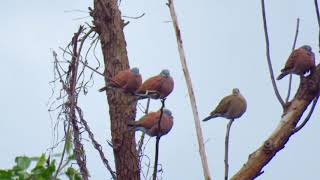 大安森林公園鳥類