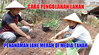 Cara Pengolahan Lahan Dan Penanaman Jahe Merah Di Media Tanah