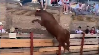 Bull gets revenge after being poked in face at Spanish festival