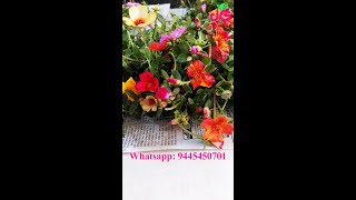 Portulaca - Purslane - Pathumani - Moss Rose -Table Rose - 80 Color Available - Whatsapp: 9445450701