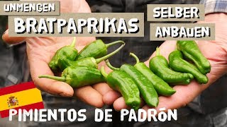 Bratpaprikas selber anbauen - Pimientos de Padron + Rezept