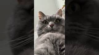 Cat threatening -  I'm gonna Kill you #shorts #petshorts #pets #cat #kitten