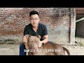 巨型比特犬爱上卡斯罗犬，猛犬搭配后代长啥样