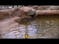 アメリカビーバー （不思議なシッポ ＆ びっくりする様子） 東山動物園