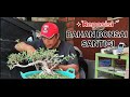 Reposisi Bahan Bonsai Santigi