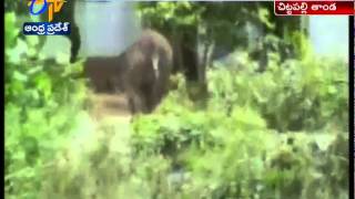 Baby Elephant Fell Into Well \u0026 People Rescues It In Ramakuppam Of Chittoor