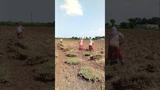 મગફળી ના પાથરા🧑‍🌾 mungfali ki kheti🥜gujarat🔥 #agriculture #satisfying #shot