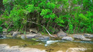 Soothing Gentle Stream Ambience - Birds Chirping & Nature Melody for Relaxing, Meditation and Sleep