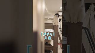 猫が待つ家に帰宅したら【I'm home】