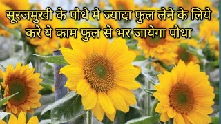 sun flower grow \u0026mor flowers tips सूर्यमुखी के पौधे मे किजीये  ये काम फुल से भर जायेगा पौधा