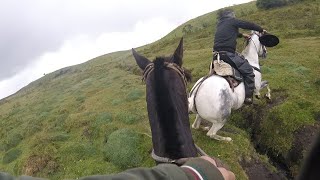 Embarque de ganado bravo en páramos del Chimborazo.