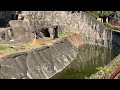 穏やかなライオン lion はまzoo 浜松市動物園