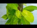 philodendron ceylon gold फिलोडेंड्रोन सीलोन गोल्ड केयर care and propagation