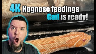 4k Hognose Feedings -Gail is ready for pairing!