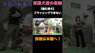 【ポチパパマジック炸裂】噛む柴犬ブラッシングできない⁉️ #犬の問題行動 #ブラッシング #噛み犬