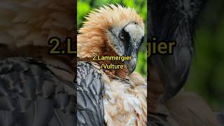 Top 5 most dangerous birds in the world😱ලොව දරුණුම කුරුල්ලන්😱#trending#viral#birds#amazon#animals#dc