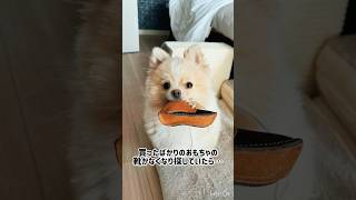 おもちゃの靴がまさかの場所に#犬#dog#おすすめ#ポメラニアン#music#pomeranian#funny #vlog#shorts #shortvideo#tiktok