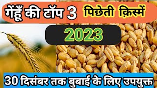 गेहूं की पछेती किस्म। gehun ki pacheti variety। dbw 173 wheat variety details