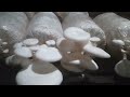 how to make oyster mushroom baglog for oyster mushroom cultivation