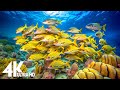 The Best 4K Aquarium - Explore the Stunning World of Sea Jellyfish and Beautiful Coral Reef Fish