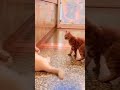 FUNNY ANIMALS like you've NEVER SEEN BEFORE. #funnyanimals #funnypets #animalvideos #funniestanimals