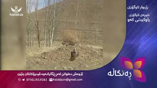 برگه‌ی ره‌نگاڵه‌ ناوچه‌ی تاوگۆزی: راوكردنی كه‌و