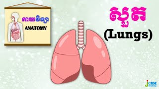 កាយវិទ្យា [1] - សួត (Anatomy of the Lungs)